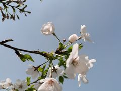 -八大山人梅湖景区