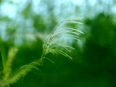 -白鹭湾湿地公园
