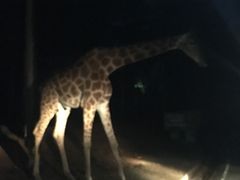 -清迈夜间动物园