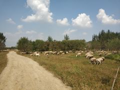 -蒲河岛湿地公园