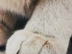 -猫先生时尚火锅(桂平路店)