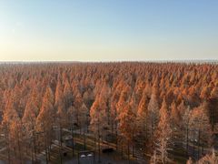 -黄海国家森林公园