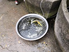 -y牌太安鱼