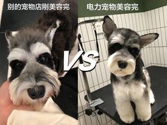 -電力宠物公司(武定路店)