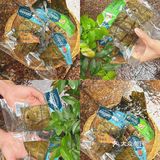 本地哥哥说：端午吃粽，肯定是道滘粽子
