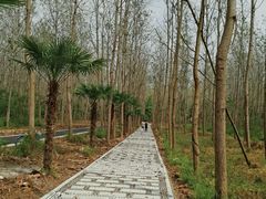 -合肥滨湖国家森林公园