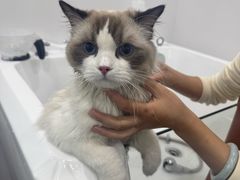 -爱洗澡的猫(天河路店)