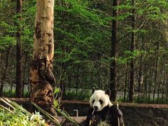 -都江堰中华大熊猫苑