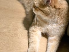 -猫腻·猫咖·撸猫馆(星光大道店)