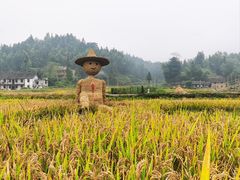 -紫鹊界梯田景区