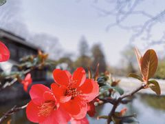 -莫愁湖公园