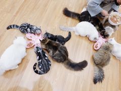 -COLOR PETS 撸猫馆·购猫·猫咖(长风大悦城店)