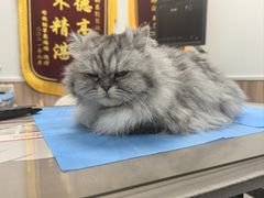 -瑞鹏宠物医院·内科·中兽医·骨科(苗圃店)