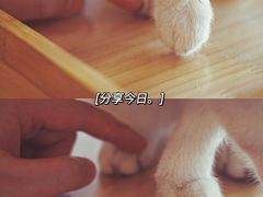 -猫腻·猫咖·撸猫馆(星光大道店)