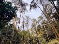 -南山植物园