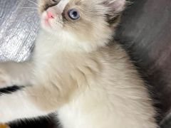 -伟伟宠物医院·CT影像中心·瑞派犬猫综合性门诊(汉口总院)