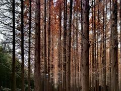 -黄海国家森林公园