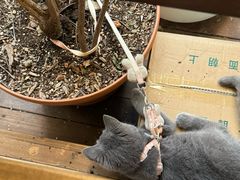 -富桂厨房