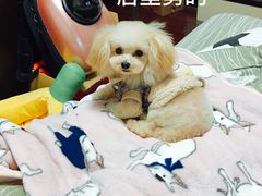 -八公叔叔宠物美容连锁(春申店)