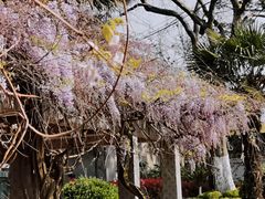 -太子山公园(园东路)