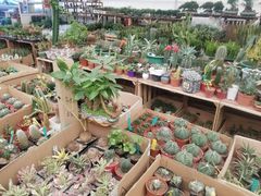 -龙大花卉苗木市场