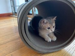 -东方名猫馆·英短金渐层布偶猫舍(环线广场1号楼店)