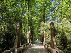 -上海滨江森林公园