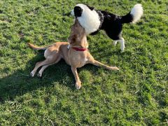 -趣玩宠物乐园寄养训犬训狗游泳池