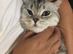 -猫十亿·布偶金渐层·曼基康矮脚猫舍(青年路店)