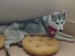 -Husky Go! 哈士奇体验馆·宠物咖啡厅狗咖