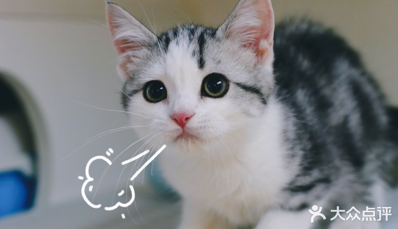 我有猫🐱了，你呢⁉️新手养猫请多关照‼️