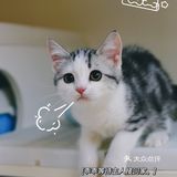 我有猫🐱了，你呢⁉️新手养猫请多关照‼️