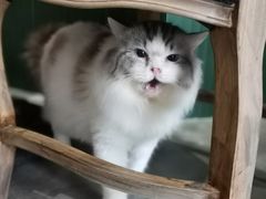 -more than meow吴止猫主题餐厅(承德 中船汇店)