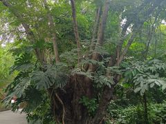 -曼听御花园