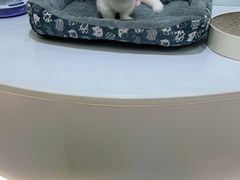 -COLOR PETS 撸猫馆·购猫·猫咖(长风大悦城店)