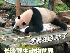 -广州长隆野生动物世界