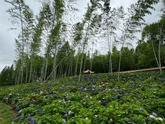 -宜兴龙背山森林公园