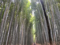 -岚山嵯峨野观光小火车