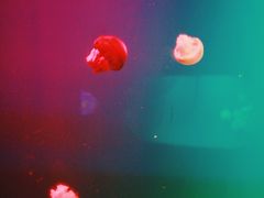 -福州罗源湾海洋世界旅游区