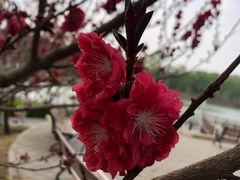 -海棠花溪(元大都城垣遗址公园)