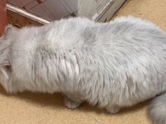-瑞派宠物医院·内科·软组织·绝育中心(沈阳八纬路分院)