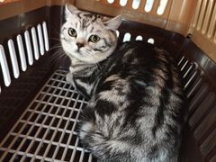 -艾贝尔宠物医院·24H转诊中心·肿瘤猫专科(江宁双龙店)