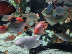 -太平洋海底世界