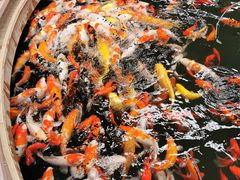 -南宫五洲植物乐园