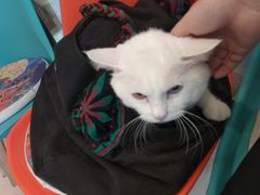 -纳吉亚猫专科动物医院博雅分院