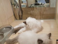 -屋虎猫馆(宝安大仟里店)