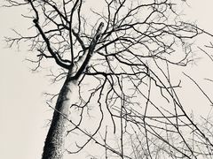 -逢源酒楼(东大街店)