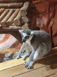 -Zoolung Zoolung动物主题公园(海信广场店)