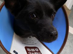 -安安宠医·安宠宠物医院