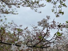 -顾村公园